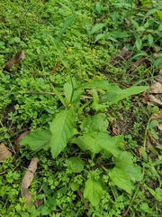 Rorippa indica