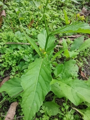 Rorippa indica