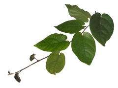 Ficus recurva