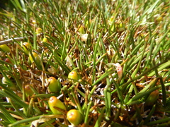 Oxychloe andina