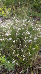 Asperula tenella