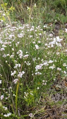 Asperula tenella
