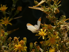 Colotis evagore