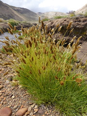 Deschampsia ovata