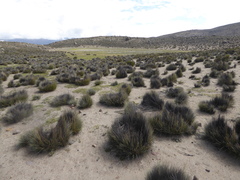 Festuca chrysophylla