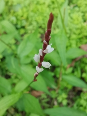 Persicaria japonica