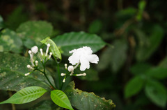 Tabernaemontana corymbosa