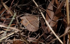 Brakefieldia perspicua