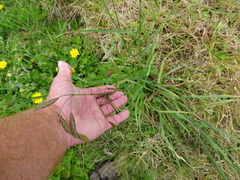 Bromus catharticus catharticus