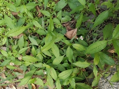 Persicaria japonica