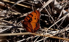 Catacroptera cloanthe