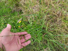 Bromus catharticus catharticus