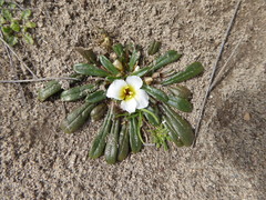 Calandrinia acaulis