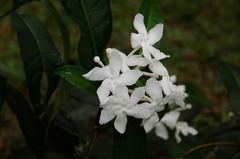 Tabernaemontana corymbosa