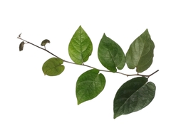 Ficus recurva