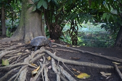 Chelonoidis carbonarius