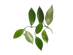Ficus ruginervia