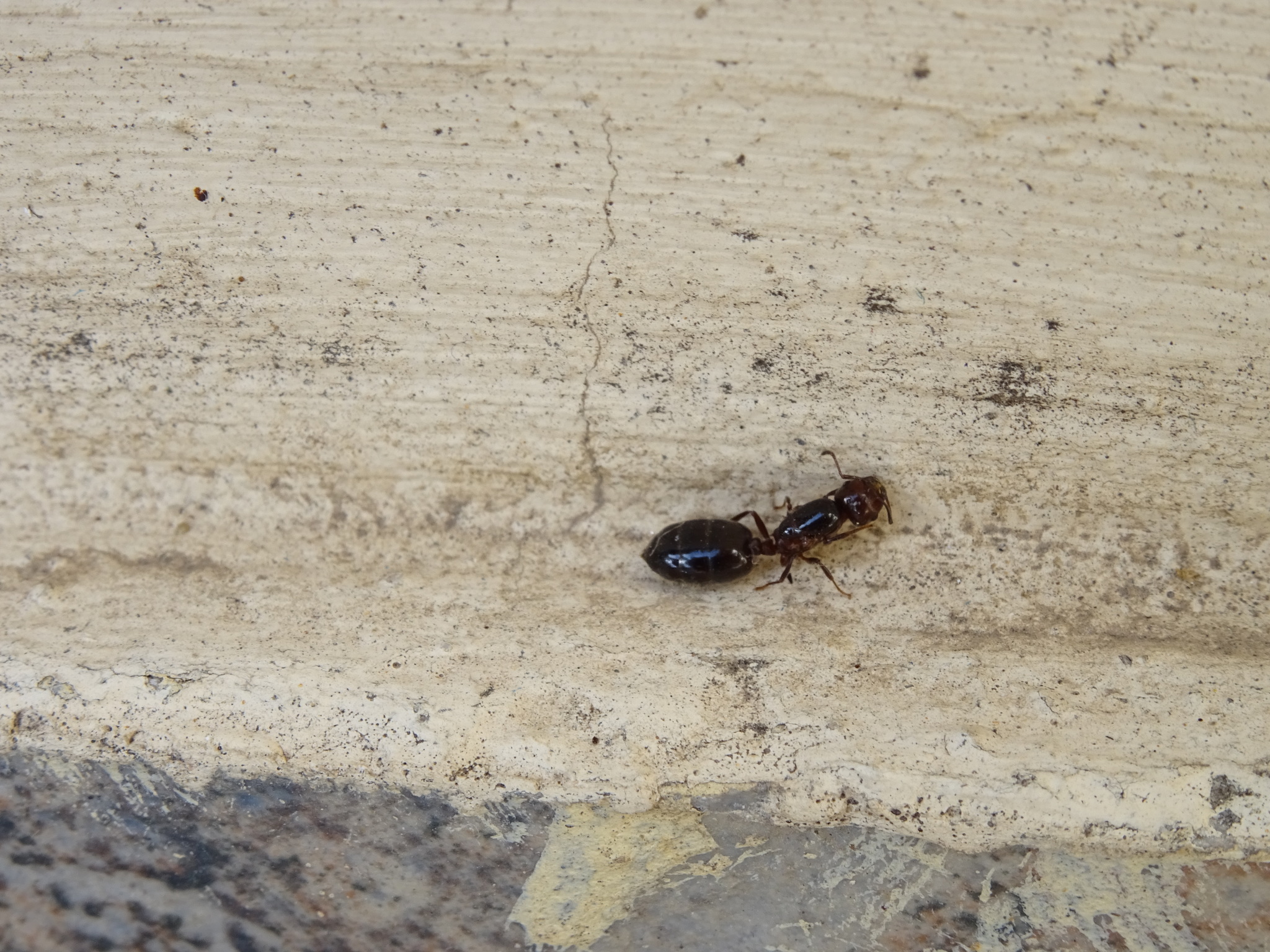 Crematogaster graeca