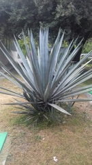 Agave tequilana