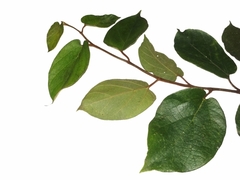 Ficus trichocarpa