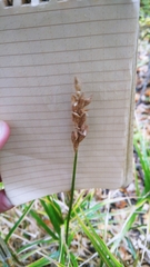 Carex muskingumensis