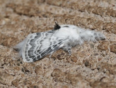 Apotolype brevicrista