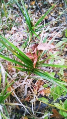 Carex muskingumensis