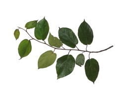 Ficus trichocarpa
