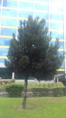 Pinus brutia eldarica