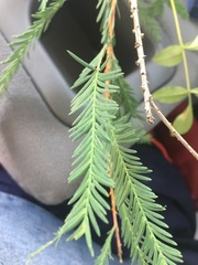 Taxodium mucronatum