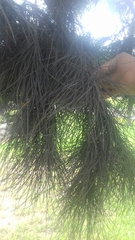 Pinus brutia eldarica