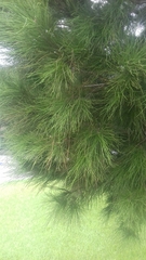 Pinus brutia eldarica