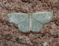 Chlorochlamys