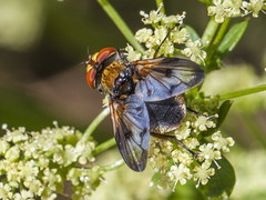 Ectophasia leucoptera
