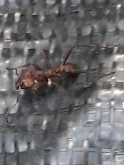 Acromyrmex octospinosus