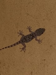 Tarentola mauritanica