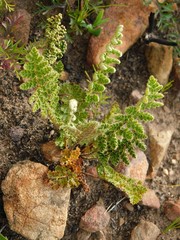 Cheilanthes contracta