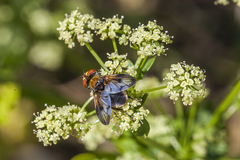 Ectophasia leucoptera