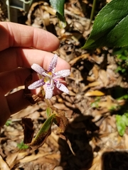 Tricyrtis formosana