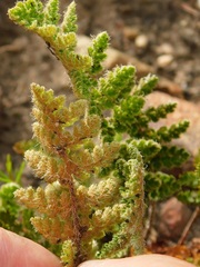 Cheilanthes contracta