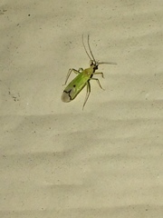 Orthotylinae