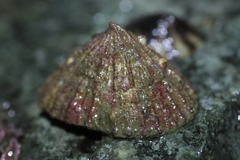 Puncturella multistriata