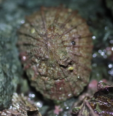 Puncturella multistriata