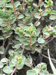 Euphorbia orbiculata