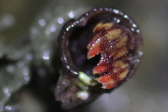 Discorsopagurus schmitti