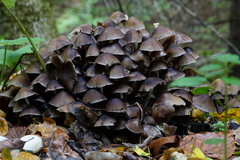 Britzelmayria multipedata