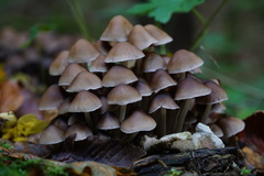 Britzelmayria multipedata