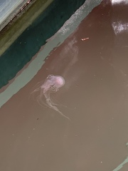 Chrysaora chesapeakei