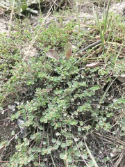 Euphorbia orbiculata