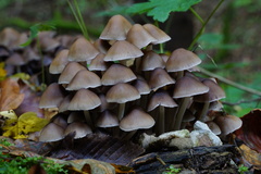 Britzelmayria multipedata